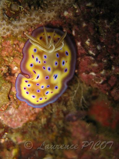 Chromodoris  kunei.JPG - Philippines - les visayas